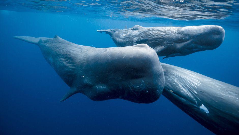 Le clan des cachalots